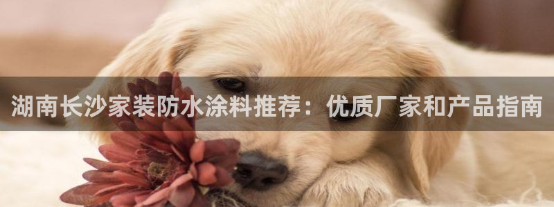 和记下载：湖南长沙家装防水涂料推荐：优质厂家和产品指南