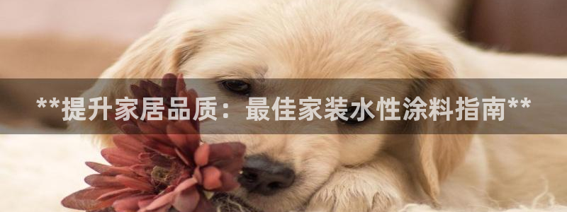 和记最新官方网址：**提升家居品质：最佳家装水性涂料指南**